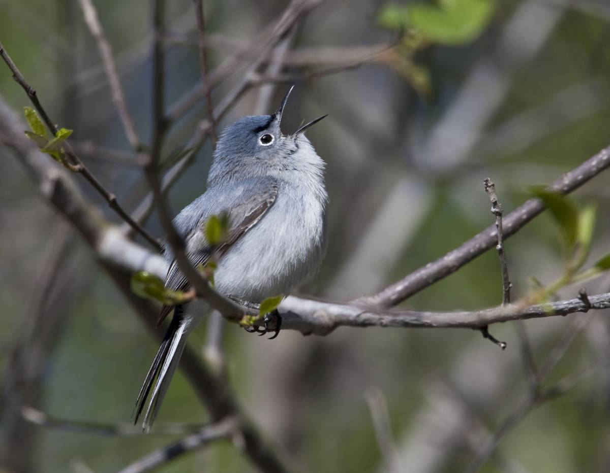 California Gnatcatcher A Tiny Bird That Keeps Its Seaside Habitat   California Gnatcatcher Dreamstime 